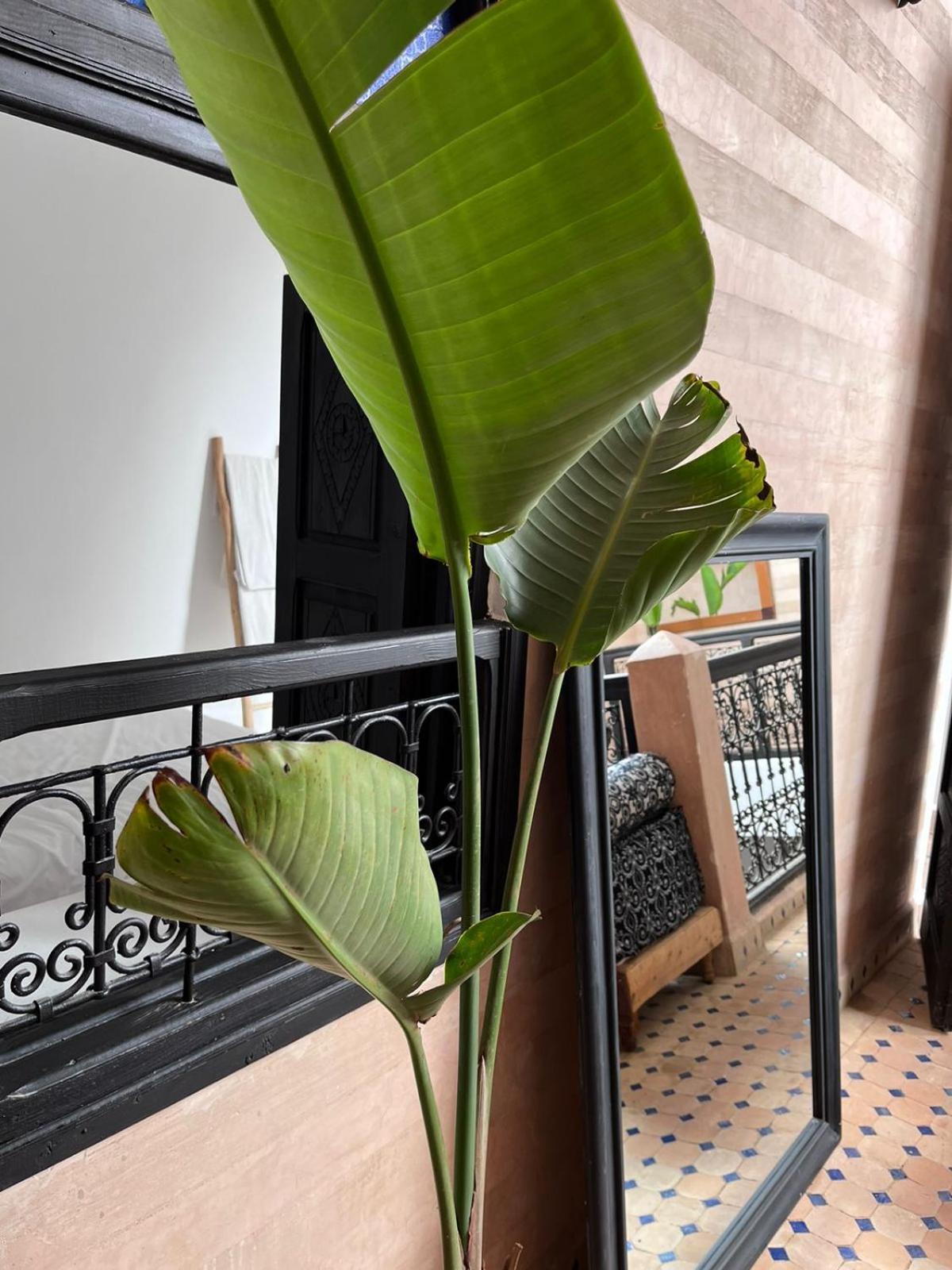 Riad Black Doors Marrakesh Eksteriør billede